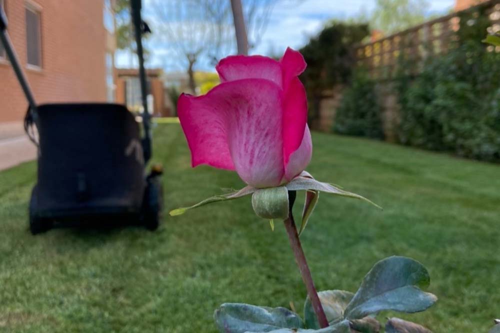 Mediterranea de Manteniment árbol podado